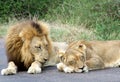 Lion pair