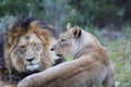 Lion pair Royalty Free Stock Photo