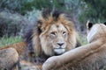 Lion pair Royalty Free Stock Photo