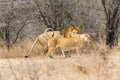 Lion pair mating Royalty Free Stock Photo