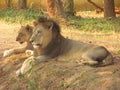 The lion pair