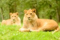 Lion Pair Royalty Free Stock Photo