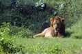 Lion Royalty Free Stock Photo