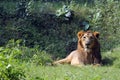 Lion (Panthera leo