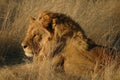 Lion (Panthera leo)