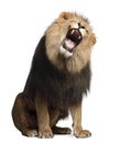 Lion, Panthera Leo, 8 Years Old, Roaring