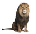 Lion, Panthera leo, 8 years old, sitting Royalty Free Stock Photo