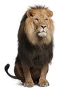 Lion, Panthera leo, 8 years old, sitting