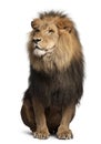 Lion, Panthera leo, 8 years old, sitting Royalty Free Stock Photo