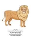 The lion Panthera leo
