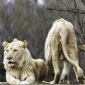 the lion or panthera leo