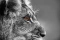 lion (Panthera leo) Black and white portrait Royalty Free Stock Photo
