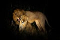 Lion, Panthera leo bleyenberghi, mating action scene in Kruger National Park, Africa. Animal behavior in the nature habitat, male Royalty Free Stock Photo