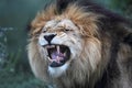 Lion (Panthera leo) Royalty Free Stock Photo