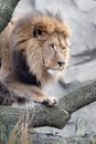 Lion (Panthera Leo)