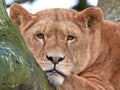 Lion (Panthera leo)