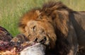 Lion (panthera leo) eating in savannah Royalty Free Stock Photo