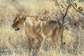 Lion, Panthera leo in Etosha National Park, Namibia Royalty Free Stock Photo