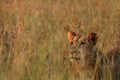 Lion Panthera leo female staying hidden in dry grass in south african safari Royalty Free Stock Photo