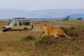 Lion - Panthera leo king of the animals. Lion - the biggest african cat, lioness laying in the savannah with open jaws in Masai Royalty Free Stock Photo