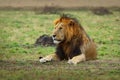 Lion - Panthera leo king of the animals. Lion - the biggest african cat, lying lion on the green grass in Masai Mara National Park Royalty Free Stock Photo