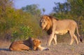 Lion (panthera leo) and lioness