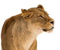 Lion, Panthera leo, lionesse portrait on white background Royalty Free Stock Photo