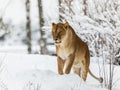 Lion, Panthera leo, lionesse standing in snow, looking to the left. Horizontal image, snowy trees in the background Royalty Free Stock Photo