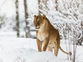 Lion, Panthera leo, lionesse standing in snow, looking to the left. Horizontal image, snowy trees in the background