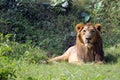 Lion (Panthera leo