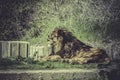 Lion, Panthera leo, majestic mammal, wildlife scene