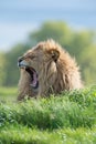 Lion (Panthera Leo)