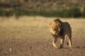 Lion Panthera leo male with black mane on patrol. Royalty Free Stock Photo