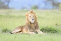 Lion (Panthera leo) male, lying down on savanna, looking up, Royalty Free Stock Photo