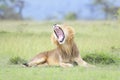 Lion (Panthera leo) male, yawning and lying down on savanna, Royalty Free Stock Photo