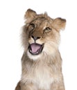 Lion, Panthera leo, 9 months old, in front of a white background Royalty Free Stock Photo