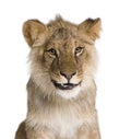 Lion, Panthera leo, 9 months old, in front of a white background