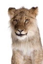 Lion, Panthera leo, 9 months old, in front of a white background