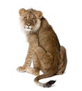 Lion, Panthera leo, 9 months old, in front of a white background Royalty Free Stock Photo