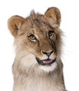 Lion, Panthera leo, 9 months old Royalty Free Stock Photo