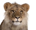 Lion, Panthera leo, 9 months old Royalty Free Stock Photo