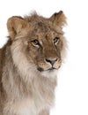 Lion, Panthera leo, 9 months old Royalty Free Stock Photo