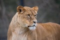 Female Lion portrait close up Royalty Free Stock Photo