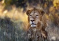 Lion Panthera leo  Okavango Delta - Botswana Royalty Free Stock Photo