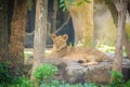 The lion (Panthera leo) is one of the big cats in the genus Pant Royalty Free Stock Photo