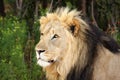 The lion Panthera leo. Portrait of a large male with dark mane Royalty Free Stock Photo