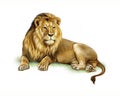 Lion Panthera leo, realistic drawing