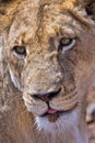 Lion, Panthera Leo, Rhino and Lion Nature Reserve, South Afica Royalty Free Stock Photo