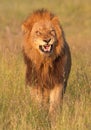 Lion (panthera leo) in savannah Royalty Free Stock Photo