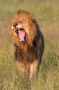 Lion (panthera leo) in savannah Royalty Free Stock Photo